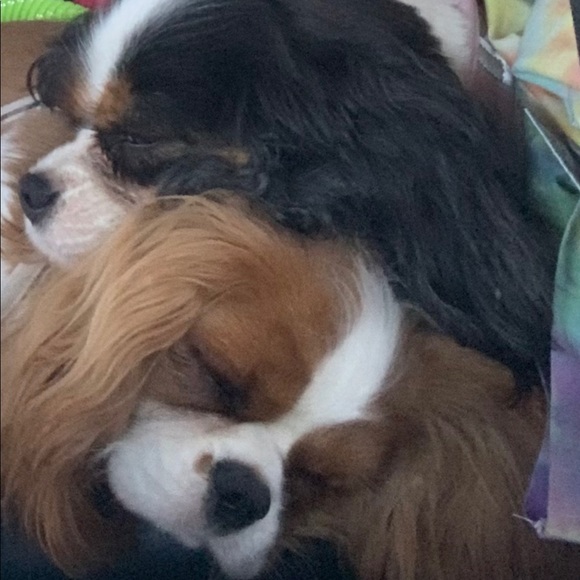 🐾 Meet your Posh Ambassador, Kim 🐾 - Picture 4 of 14